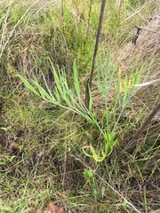 Perideridia kelloggii