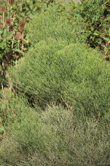 Baccharis notosergila