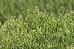 Baccharis notosergila