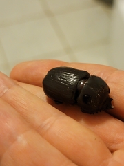 Homophileurus quadrituberculatus