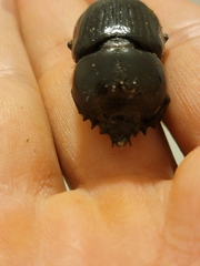 Homophileurus quadrituberculatus