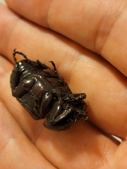 Homophileurus quadrituberculatus