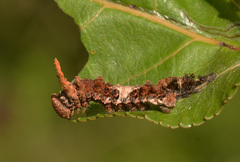 Limenitis