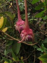 Columnea strigosa