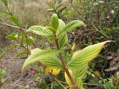 Columnea strigosa