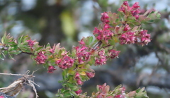 Escallonia virgata