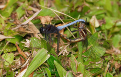 Orthetrum glaucum