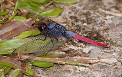 Orthetrum schneideri