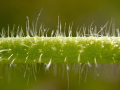 Cryptantha intermedia intermedia