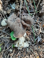Helvella maculata