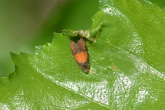 Olethreutes osmundana