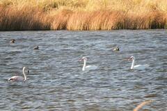 Phoenicopterus chilensis