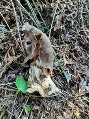 Helvella maculata