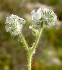 Cryptantha intermedia intermedia
