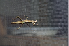 Tenodera australasiae