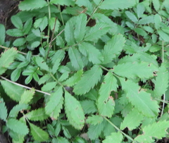 Acaena ovalifolia