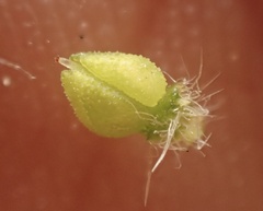 Cryptantha intermedia intermedia