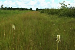 Platanthera praeclara