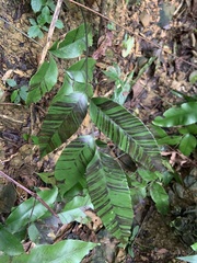 Diplazium donianum