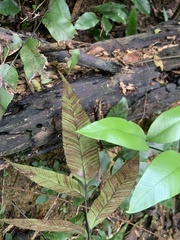 Diplazium donianum