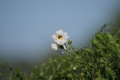 Amphilophium carolinae