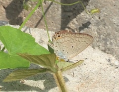 Euchrysops cnejus cnejus