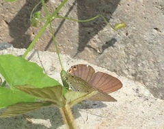 Euchrysops cnejus cnejus