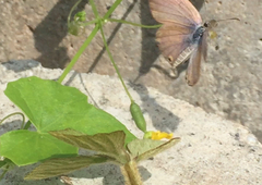 Euchrysops cnejus cnejus