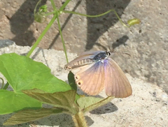 Euchrysops cnejus cnejus