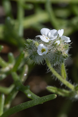 Cryptantha