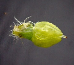 Cryptantha intermedia intermedia