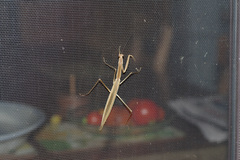 Tenodera australasiae