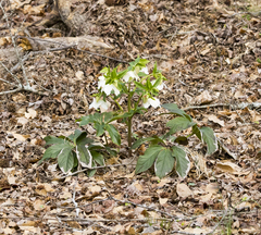 Helleborus orientalis