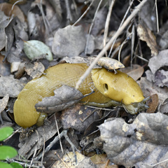 Ariolimax brachyphallus
