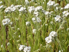 Cryptantha intermedia intermedia