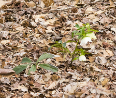 Helleborus orientalis