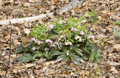 Helleborus orientalis