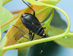 Dindymus circumcinctus