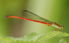 Ceriagrion bellona