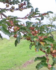 Nothofagus antarctica