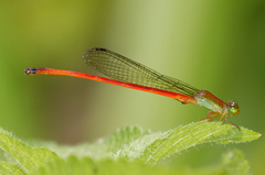Ceriagrion bellona