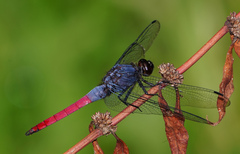 Orthetrum schneideri