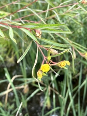 Ludwigia longifolia
