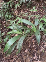 Calanthe speciosa