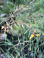 Ludwigia longifolia
