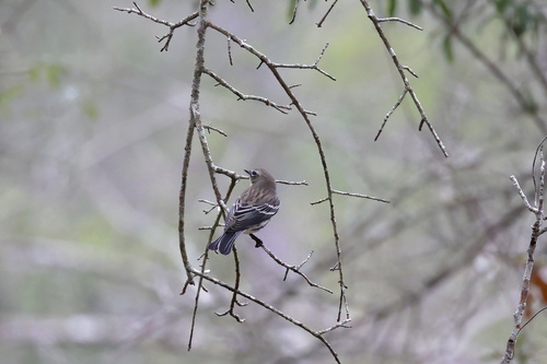 Yellow-rumped Warbler photographed in Mississippi