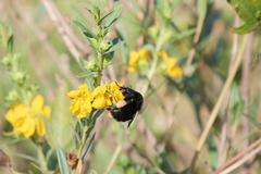 Bombus pauloensis