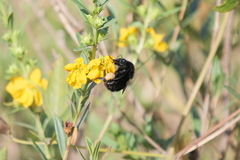 Bombus pauloensis