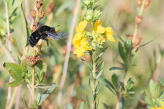 Bombus pauloensis