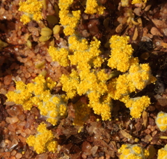 Angianthus microcephalus